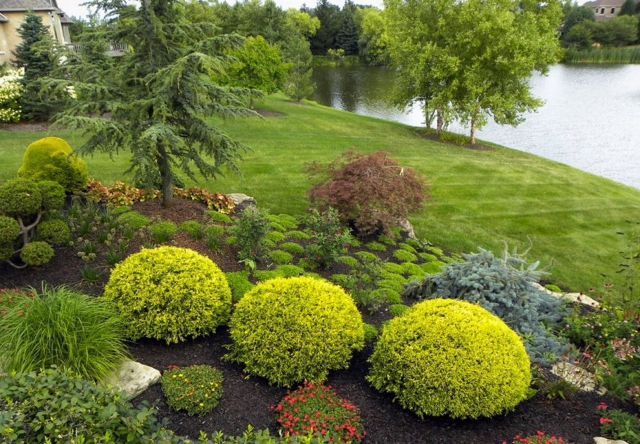 Туя Даника Голд