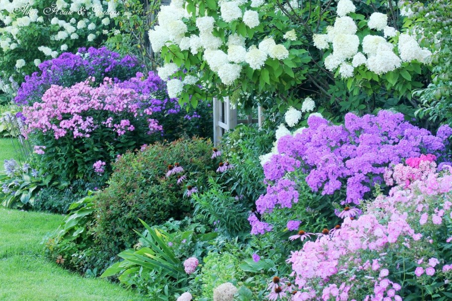 Флоксы со спиреей