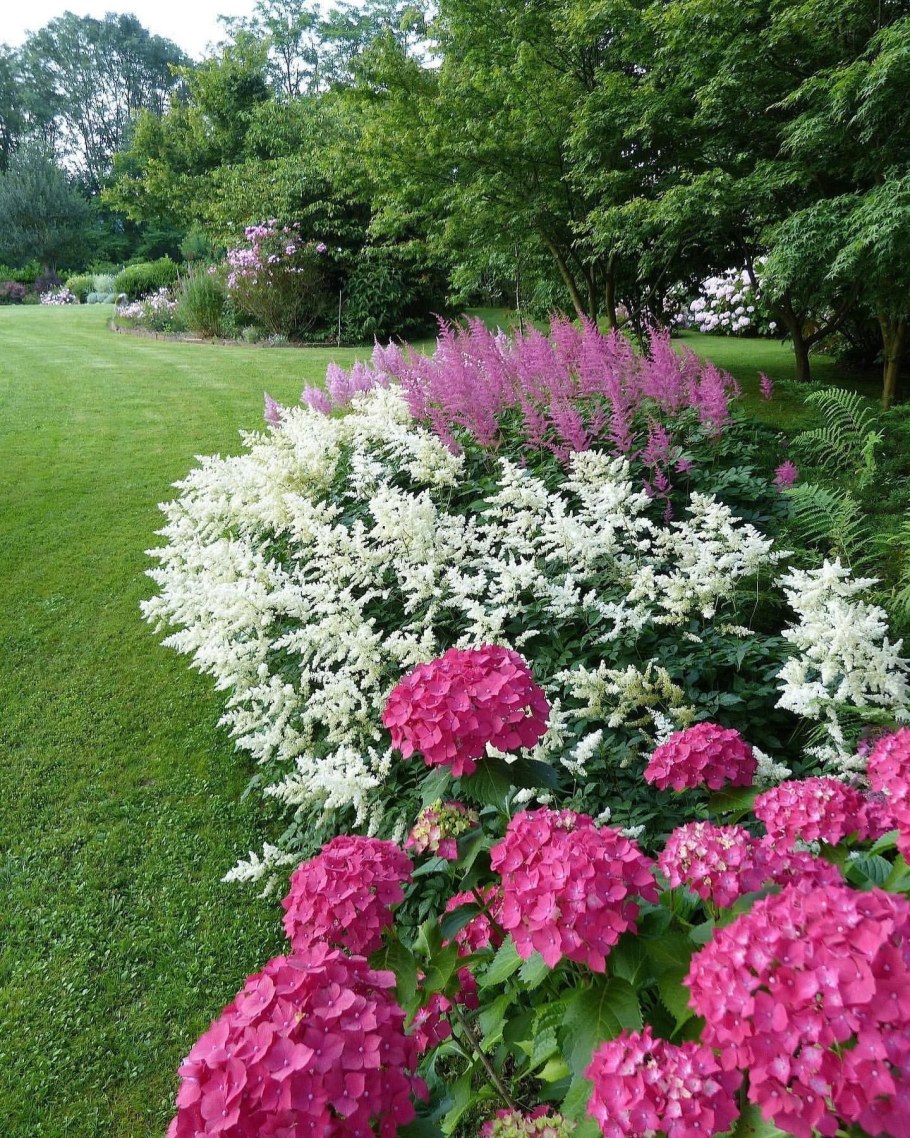 Миксбордер с гортензией метельчатой