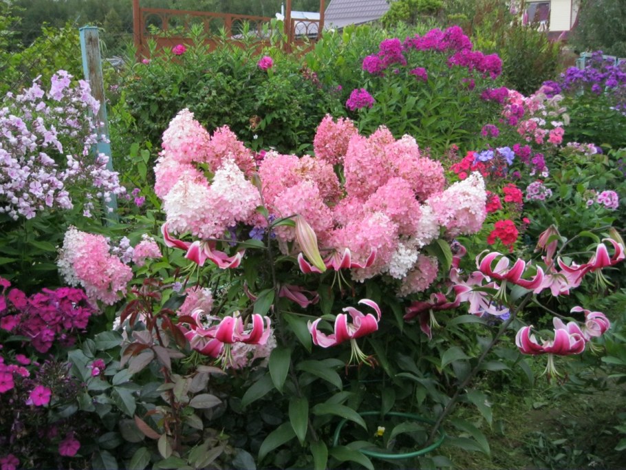 Флокс метельчатый гортензия