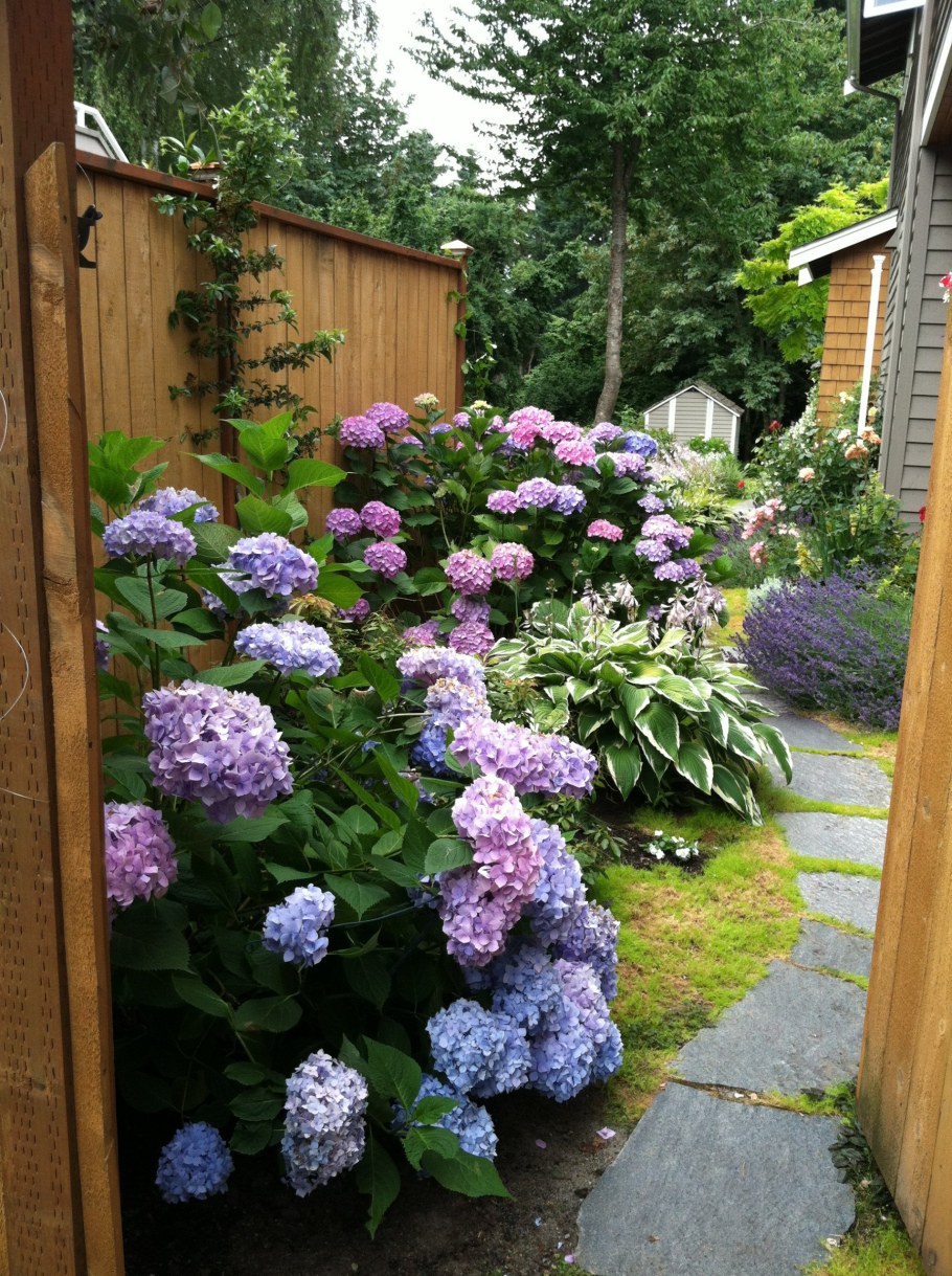 Рабатка с гортензией
