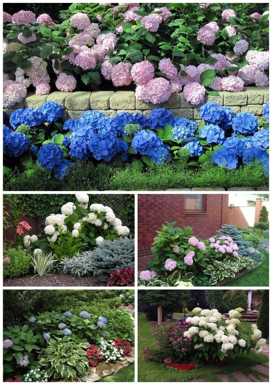 Шаровидная гортензия мультифлора