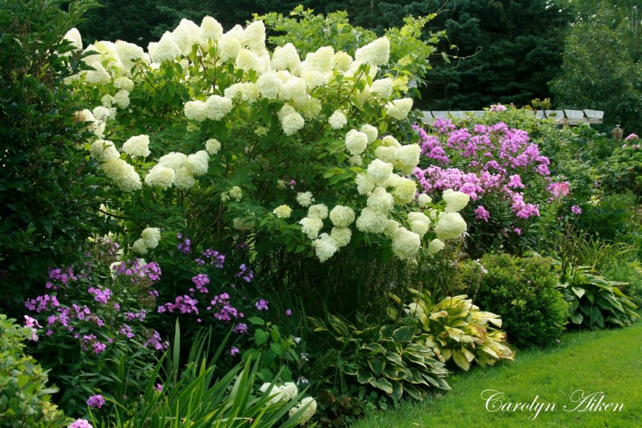 Миксбордер с гортензией метельчатой