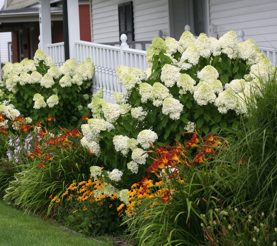 Гортензия Лаймлайт изгородь