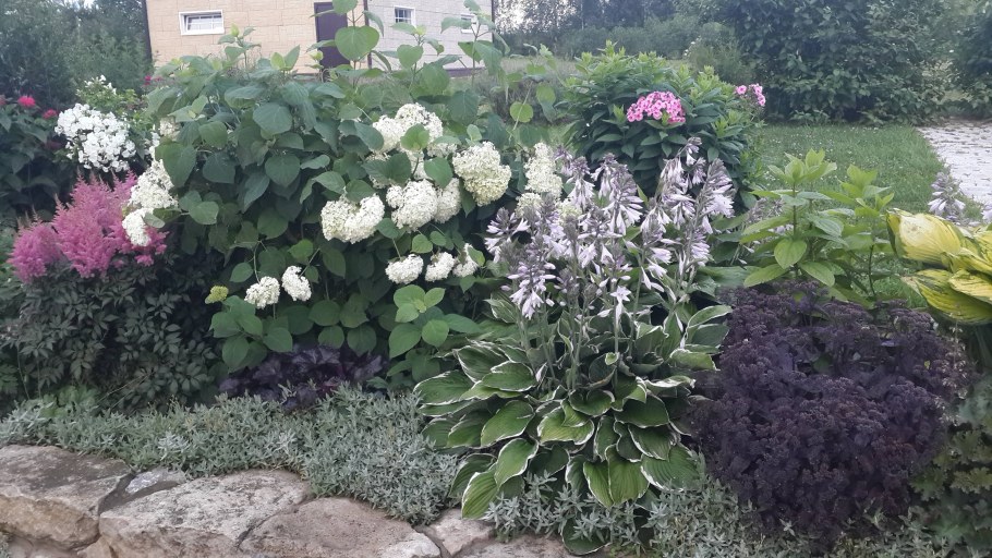 Миксбордер с гортензией метельчатой