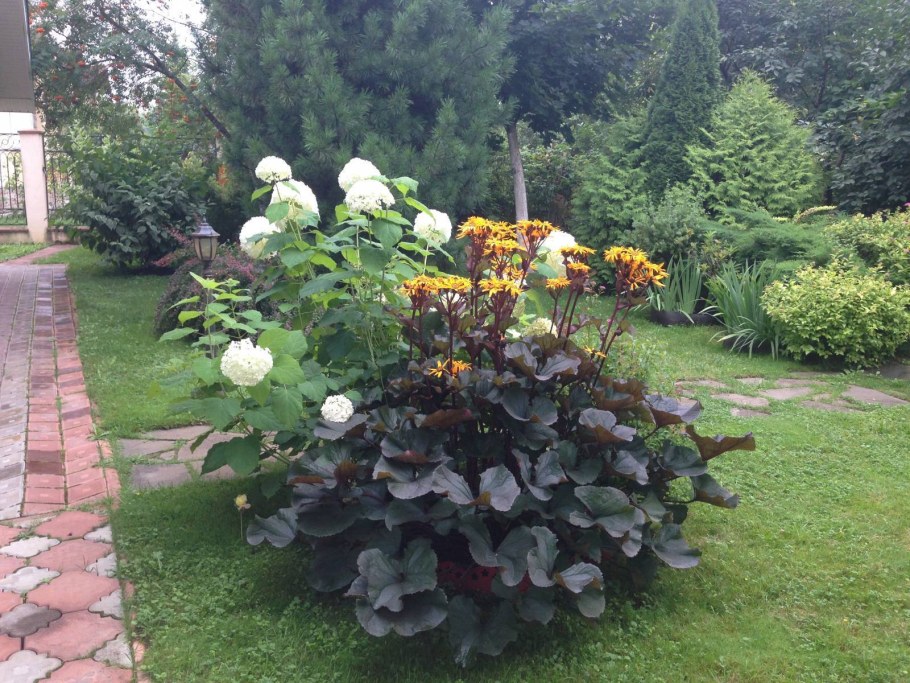 Бузульник и Хоста