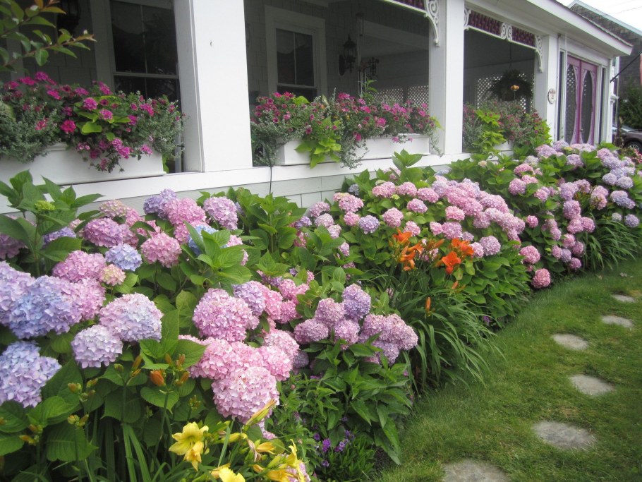 Пион бульденеж