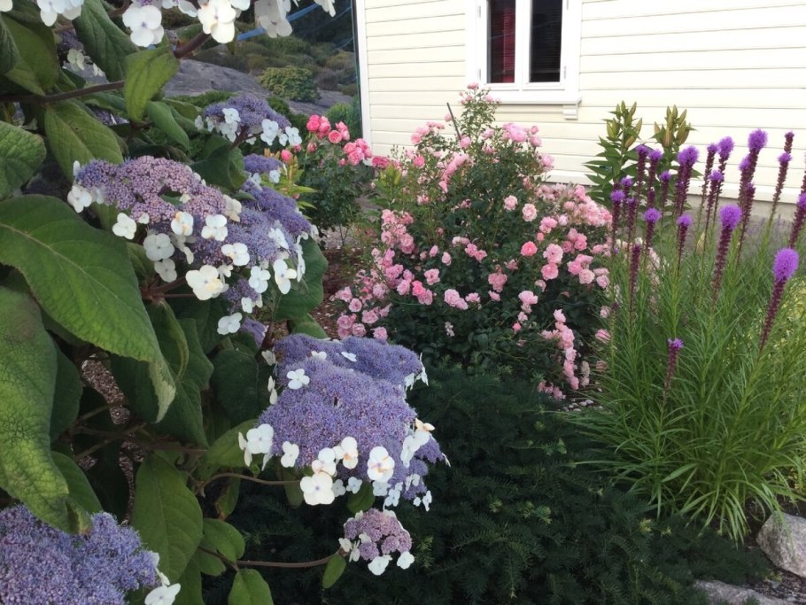 Клумба с гортензией метельчатой