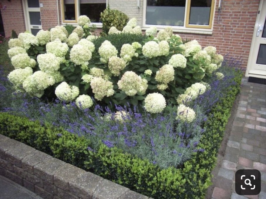Клумба с гортензией метельчатой