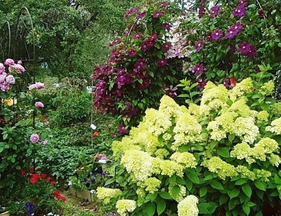 Гортензия и клематис