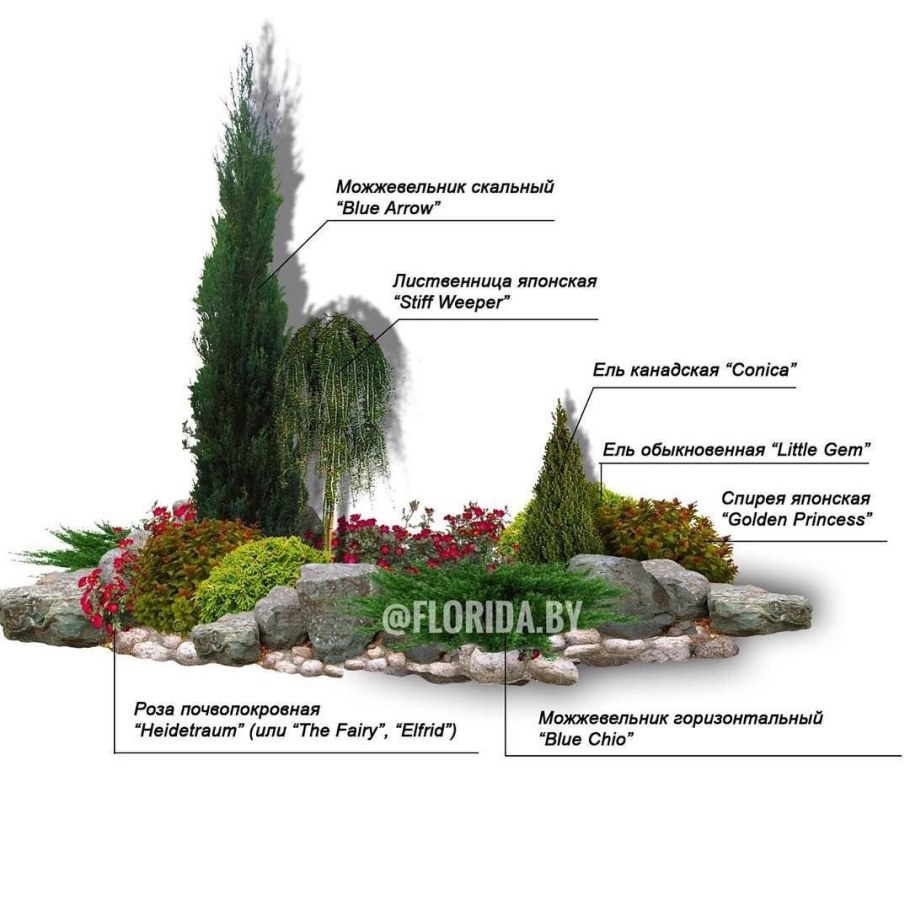 Клумбы с хвойниками схемы посадки