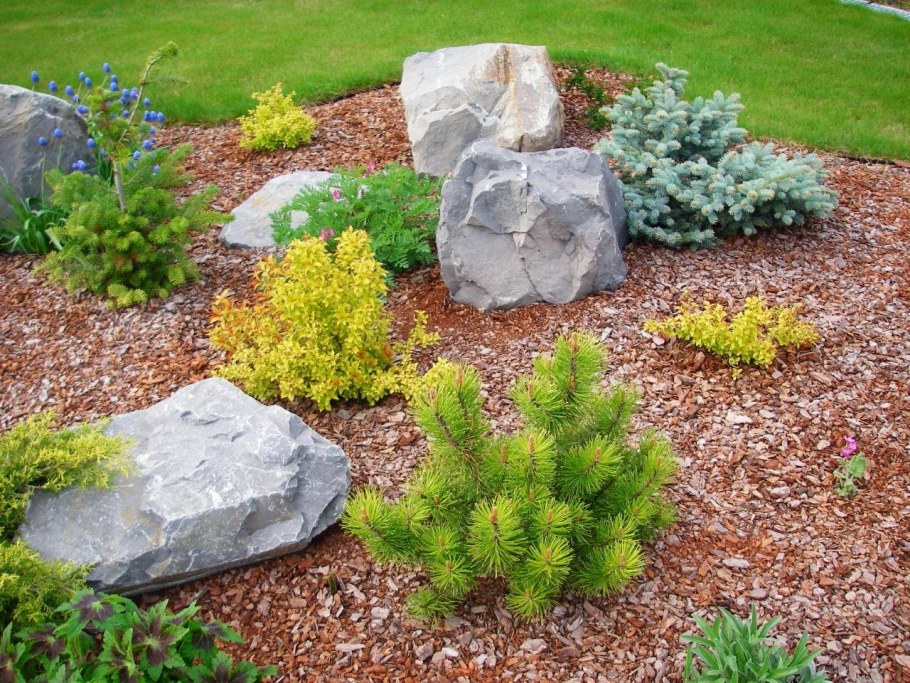 Горная сосна на альпийской Горке