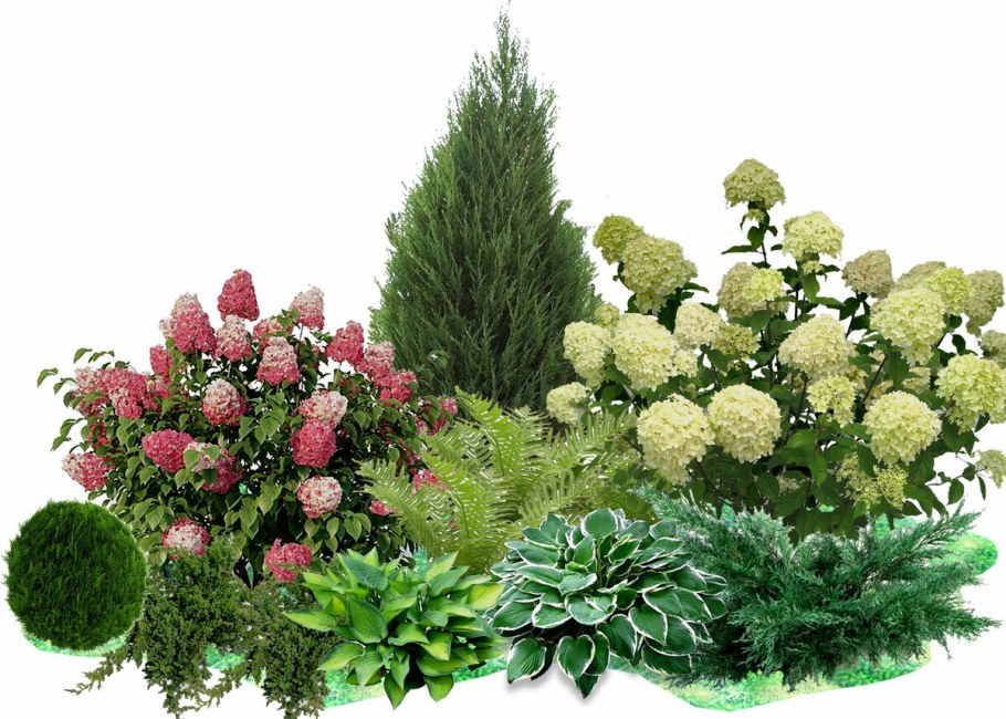 Гортензия метельчатая с можжевельником