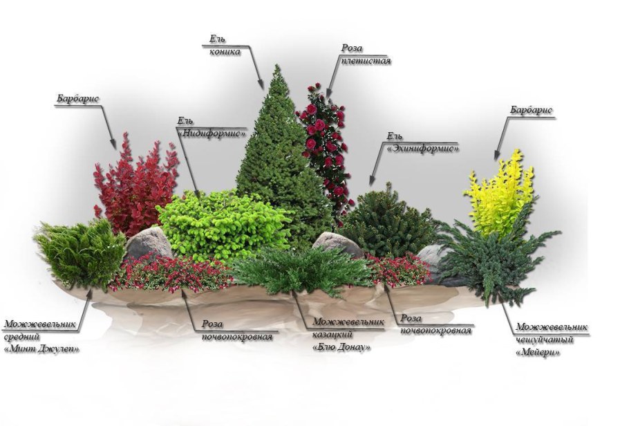 Миксбордер с можжевельником и барбарисом