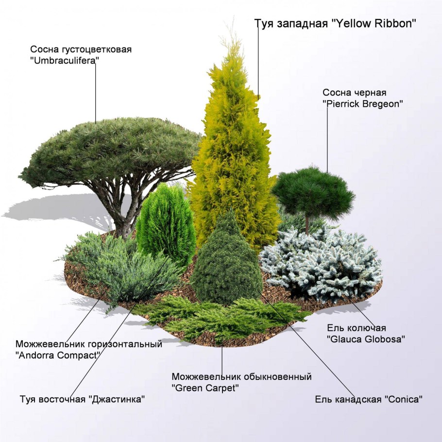 Туя Западная Йеллоу Риббон в ландшафтном дизайне