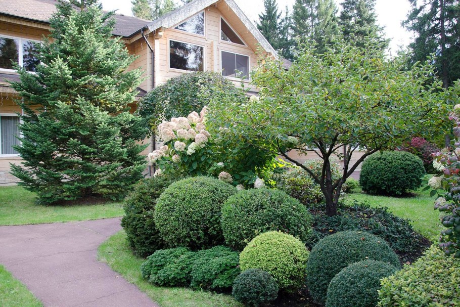 Пузыреплодник ниваки