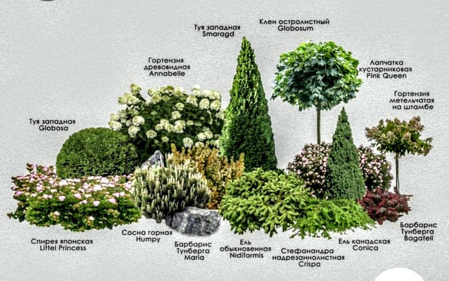 Миксбордер с туей, гортензией, барбарисом