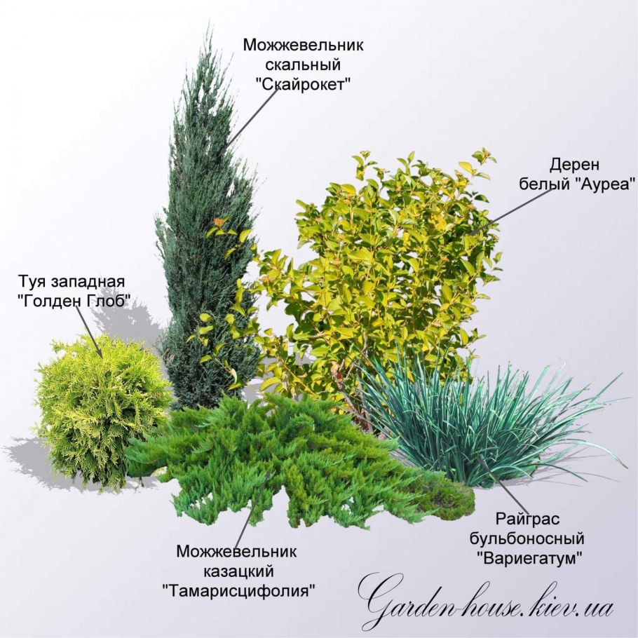 Миксбордер с можжевельником и барбарисом