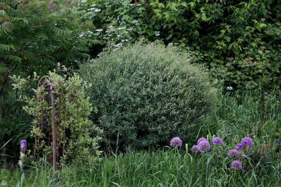 Ива пурпурная Нана