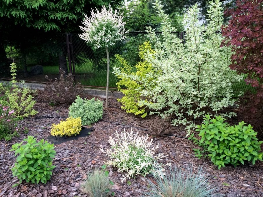 Ива Хакуро нишики