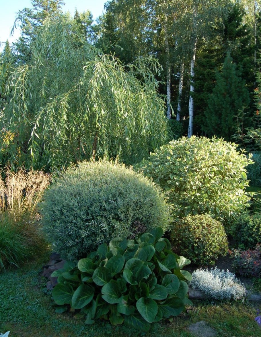 Ива пурпурная (шаровидная) "Nana" ("Нана")