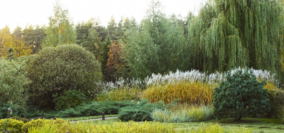 Ива плакучая Нана