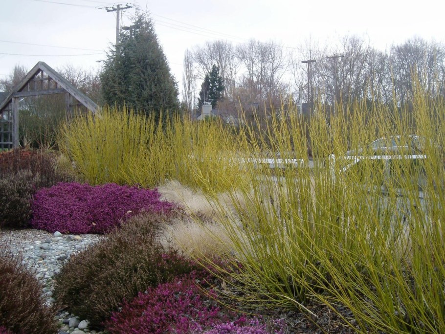 Дерен Флавирамеа