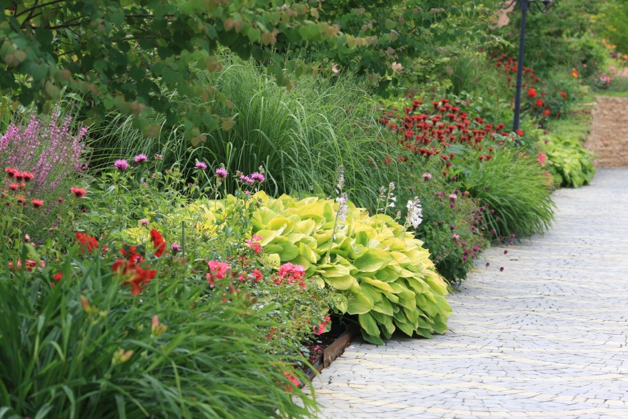 Иволистный дербенник пит Удольф