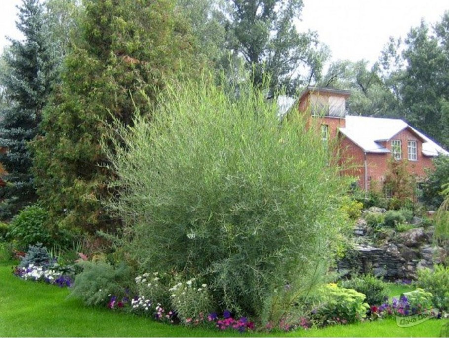 Ива Ледебура Пирамидалис