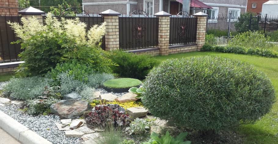 Ива шаровидная карликовая