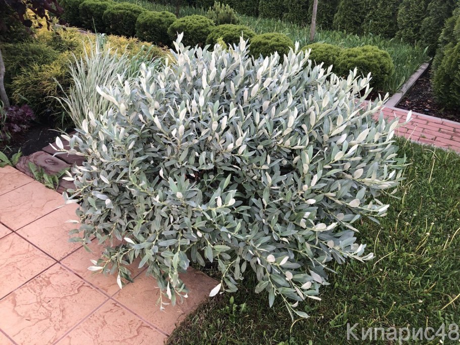 Salix швейцарская