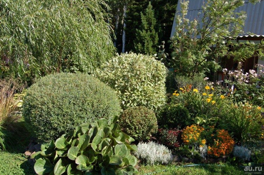 Ива шаровидная карликовая