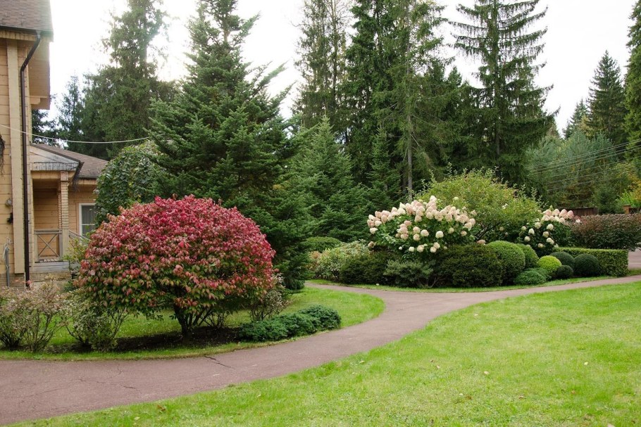 Миксбордер с туей, гортензией, барбарисом