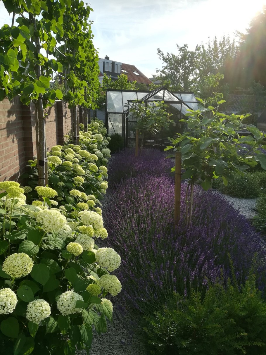 Гортензия Анабель Живая изгородь