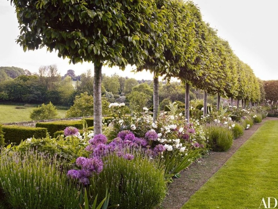 Гортензия Мэджикал Файер Живая изгородь