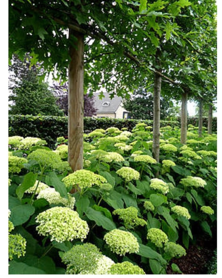 Клен Глобозум на штамбе