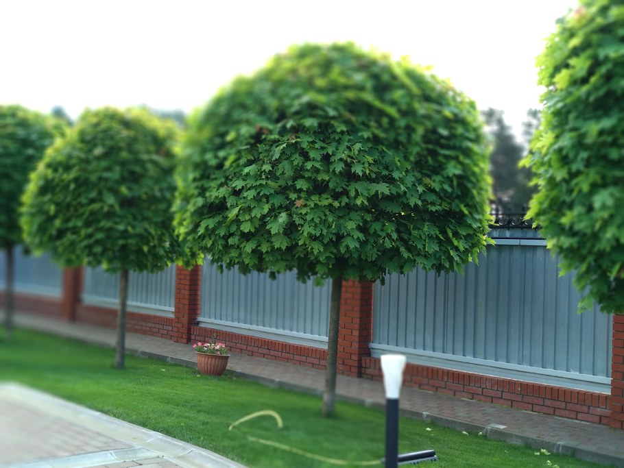 Клен Глобозум изгородь