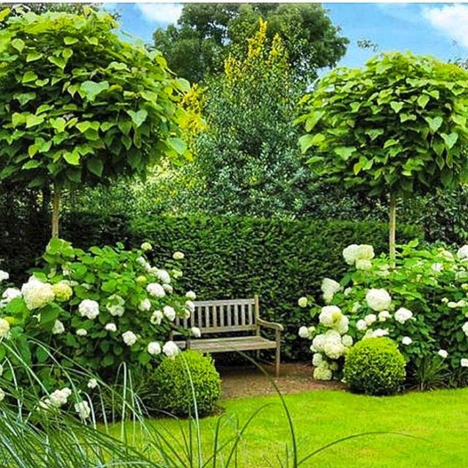 Штамбовая гортензия Лаймлайт