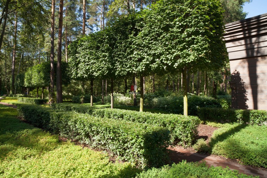 Липа мелколистная в ландшафте