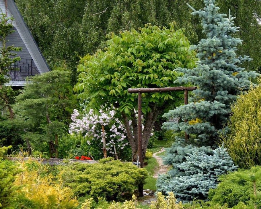 Ель Глаука Пендула