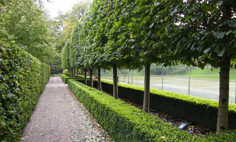 Липа мелколистная Живая изгородь