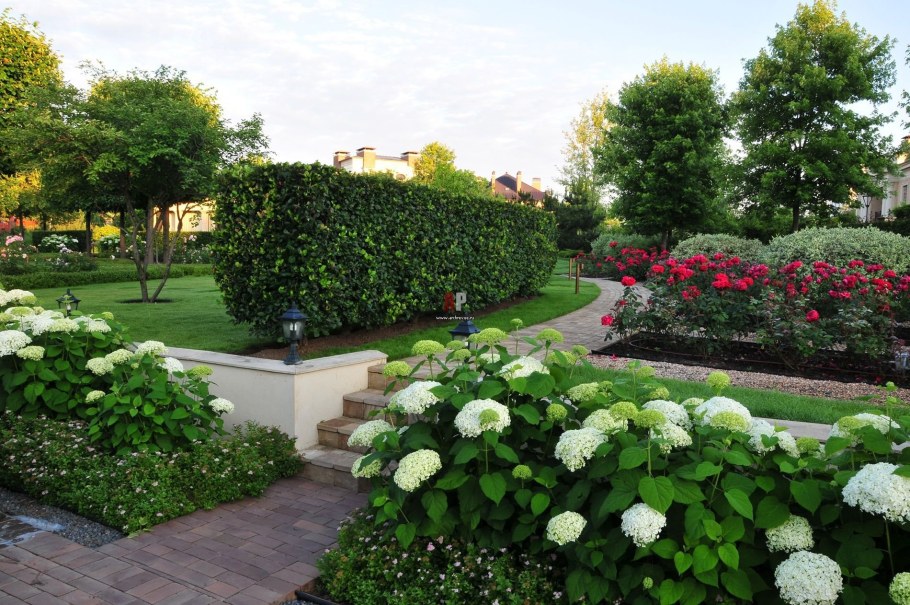 Гортензия Лаймлайт изгородь