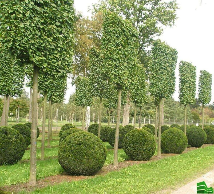 Липа мелколистная шаровидная