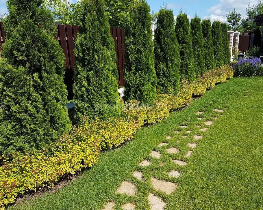 Туя Даника Живая изгородь