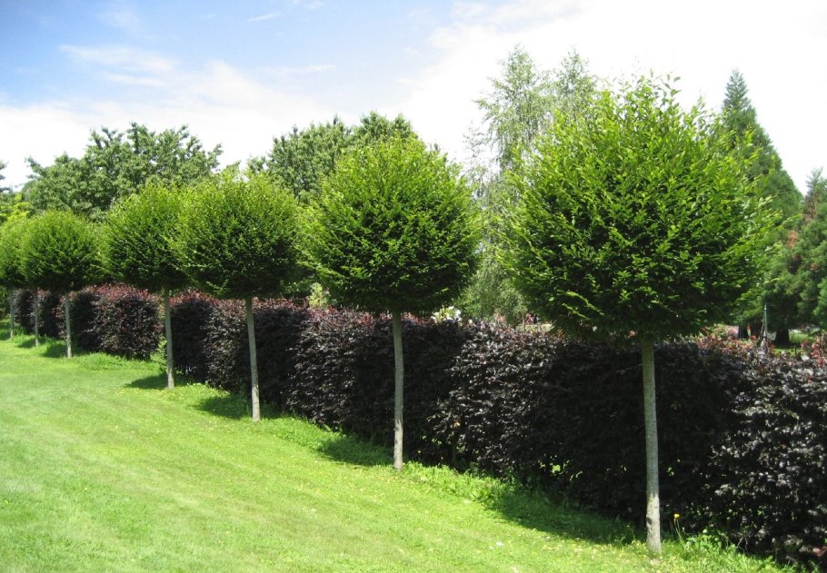 Робиния Умбракулифера