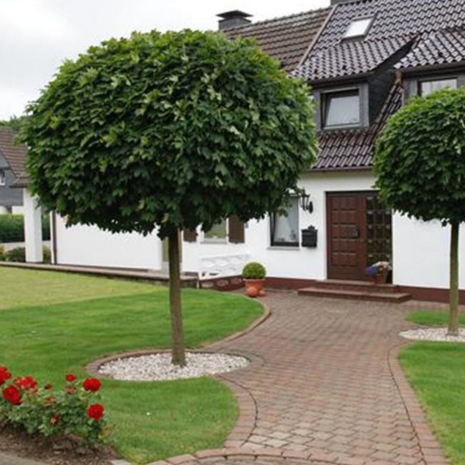 Клен остролистный globosum