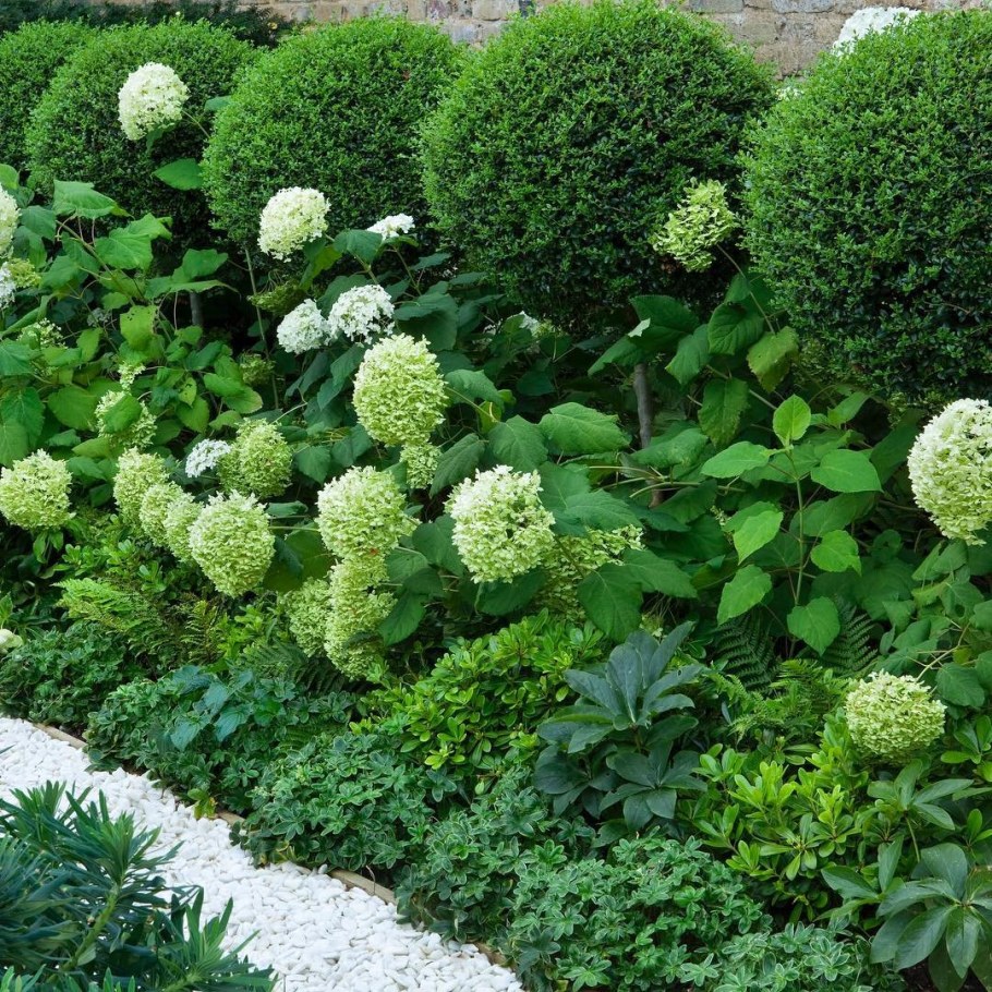 Гортензия Садовая метельчатая