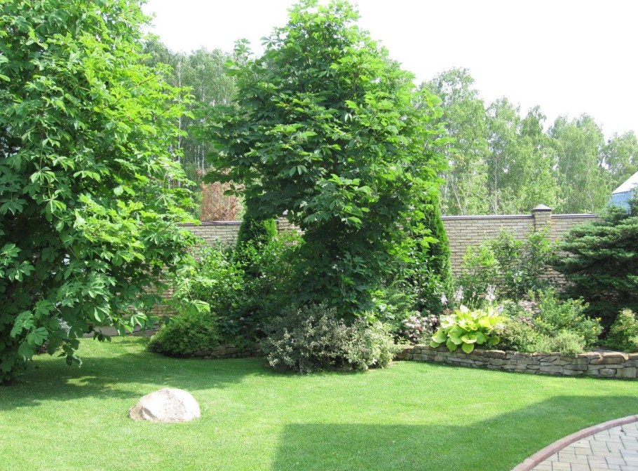 Плодовые деревья для сада