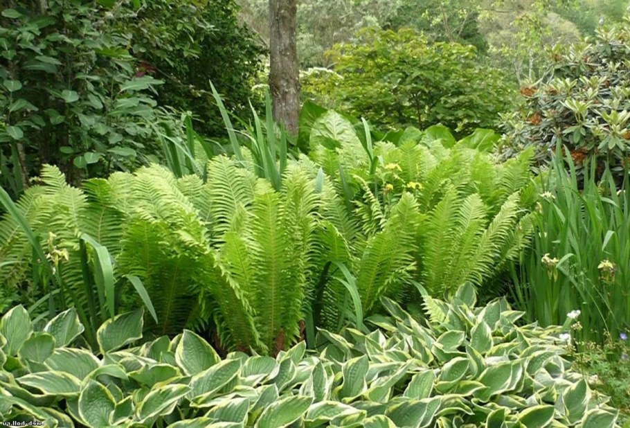 Хоста папоротник астильба