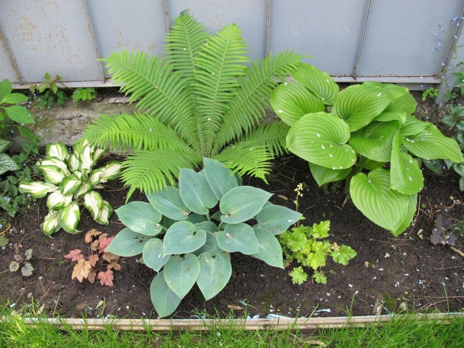 Папоротник Хоста гейхера